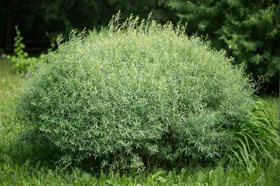 Купить саженцы Ивы белой плакучей Tristis 🌱по цене от 7 000₽ из питомника  с доставкой | Питомник «Зелёная Фазенда»