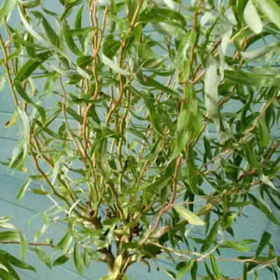 Ива удинская Секка Salix udensis Sekka - купить декоративные и хвойные  растения с доставкой по Украине в магазине Добродар