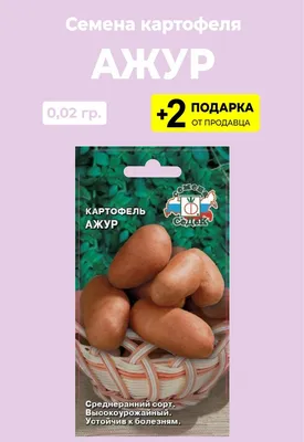 картофель. семена картофеля перед посевом. Стоковое Фото - изображение  насчитывающей свет, лево: 215897934