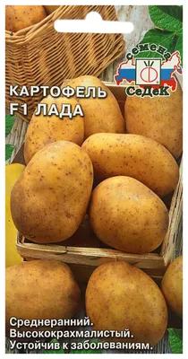 Специалисты советуют, что нужно учитывать при выборе семян картофеля.  Красноярский рабочий