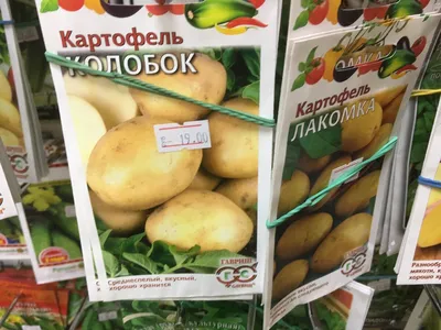 Клубни картофеля «Санте», ТМ «ЧерниговЭлитКартофель» - 17 кг (мешок/сетка)  купить недорого в интернет-магазине семян OGOROD.ua