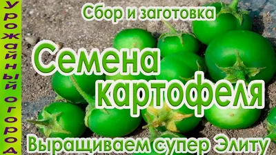 Семена Картофель Пикассо 0,05г (Престиж) на Лесоторговой в Орле по цене: 33  ₽