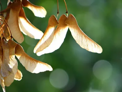 Семена Клена Стручок Семян - Бесплатное изображение на Pixabay - Pixabay