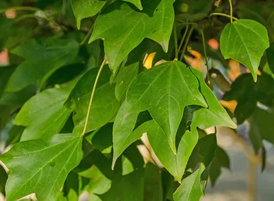 Купить семена Клен сахарный по почте 🌲