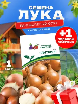 Семена лука Эксибишен купить в Украине | Веснодар