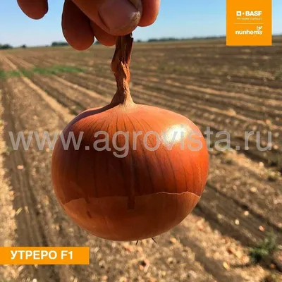 GS-318 F1 - семена лука репчатого, 250 000 семян (вес 1000 семян 4,257 г) -  купить в интернет-магазине fremercentr.ru быстрая доставка. Почтой или ТК.