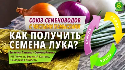 Семена лука Гранат (красный) 250 г, Витас (ID#461413045), цена: 600 ₴,  купить на Prom.ua