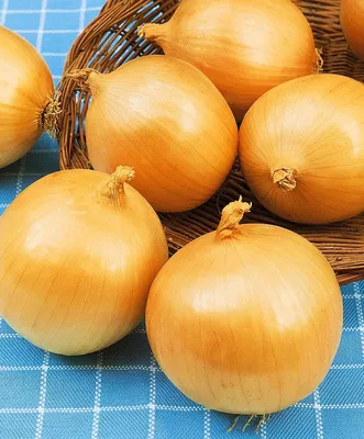 Купить [Семена лука репчатого Симаррон F1] — в Краснодаре |  Интернет-магазин Агроном