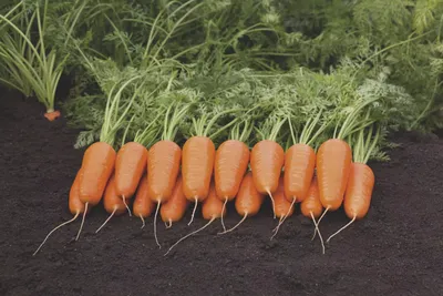 Посадка моркови на ленте: 4 этапа и важные тонкости технологии | AgroMarket  интернет магазин семян