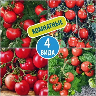 Семена овощей - 51 фото