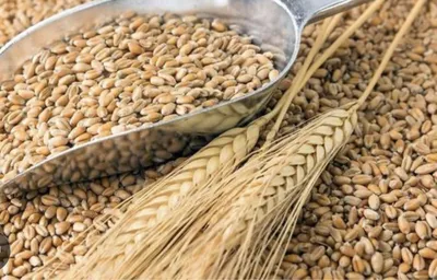 Сертификация пшеницы, сертификат на пшеницу - sertfood.ru
