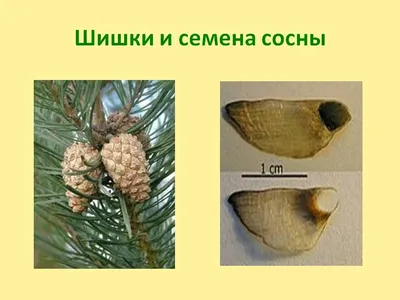 Семена Сосны Эллиота — купить в интернет-магазине по низкой цене на Яндекс  Маркете