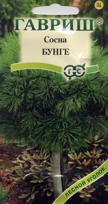 Оренбургские специалисты выявили семена сосны, заражённые паразитами -  Газета \"Оренбуржье\"