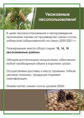 Продам семена сосны обыкновенной, Ровенская обл — Agro-Ukraine