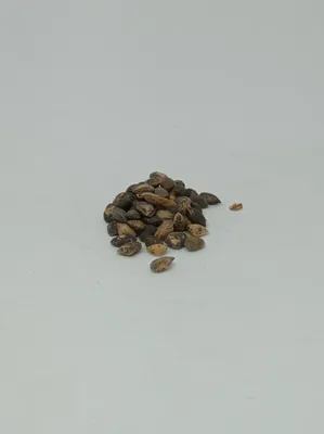 Семена сосны \"Анабела\" купить по цене 135 ₽ в интернет-магазине KazanExpress