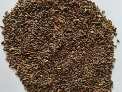 Семена сосны обыкновенной в наличии 110 кг. Цена по 5500 руб | продаю семена  сосны и ели для промышленного засе | ВКонтакте