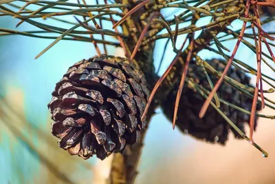 Сосна чёрная семена (50 шт) (Pinus nigra) австрийская для выращивания  саженцев (ID#1131349822), цена: 99 ₴, купить на Prom.ua
