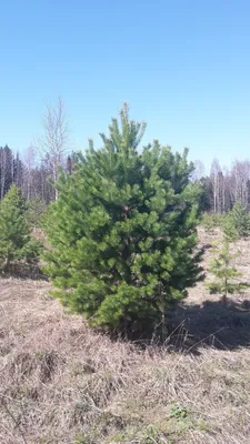 В лесничествах Воронежской области получили 152 кг семян сосны