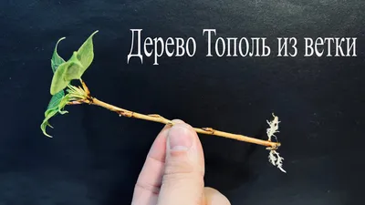 Семена Тополя Тополь Пухом - Бесплатное фото на Pixabay - Pixabay