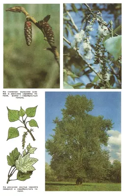 Тополь дельтовидный, populus deltoides