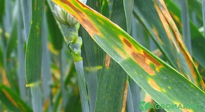 Влияние предшественников на распространение и развитие септориозных  пятнистостей на яровой пшенице в 2020 году » Baraev.kz