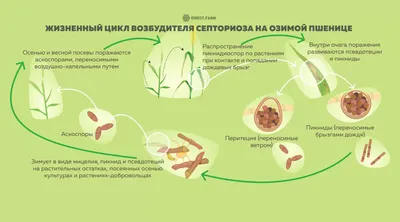 Новость: Эпифитотия септориоза – не приговор для озимой пшеницы | Щелково  Агрохим