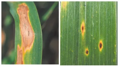 Пшеница снимает с Septoria Потеря урожая должная к болезням растения  Стоковое Фото - изображение насчитывающей заболевания, листья: 146901332