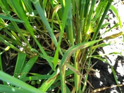 Септориоз листьев пшеницы (Septoria tritici) - YouTube