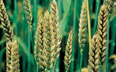 Посевы озимой пшеницы и ячменя в Липецкой области атаковал септориоз |  Торговый Дом «КЧХК»