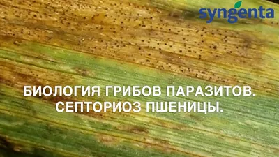 септория триктик, блеск на листьях пшеницы. Стоковое Изображение -  изображение насчитывающей трава, пшеница: 229929915