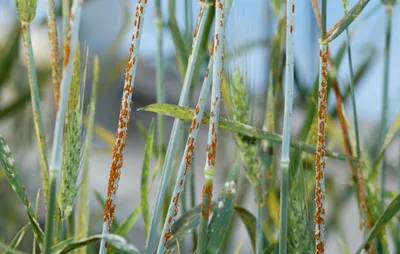 В Казахстане высок риск развития септориоза пшеницы
