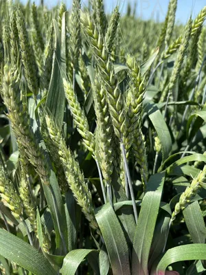 ГлавАгроном - На Ставрополье 31,2 тыс. га посевов озимой пшеницы поражено  септориозом