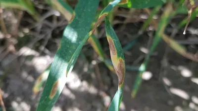 Septoria nodorum blotch on leaves of susceptible wheat plants in the field  | Download Scientific Diagram