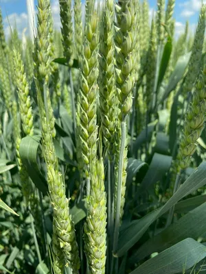 Тактика защиты озимой пшеницы от вредных организмов | ГлавАгроном | Дзен