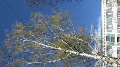 Betula subarctica - Береза субарктическая. Флора Мурманской области