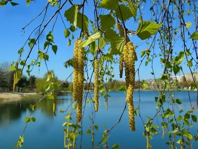 File:The buds on the birch. April 2014. - Серёжки на берёзе. Апрель 2014. -  panoramio.jpg - Wikimedia Commons