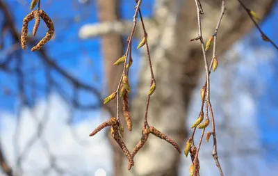 File:Betula Береза Сережки.jpg - Wikimedia Commons