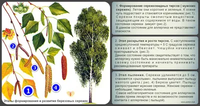 Нам береза дарила сережки... :: Татьяна Тюменка – Социальная сеть ФотоКто