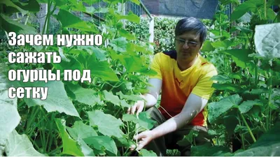 Шпалерная сетка для огурцов на садовом участке — интернет-магазин  ТЕНТ-МАРКЕТ