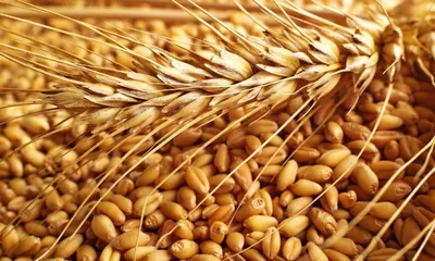 Пшеница для проращивания свежее зерно в мешке 20кг не шлифованная Эко  продукт - купить с доставкой по выгодным ценам в интернет-магазине OZON  (707998233)