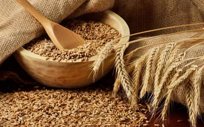 Пшеница зерно в мешке5 кг свежий урожай нешлифованная - купить с доставкой  по выгодным ценам в интернет-магазине OZON (733901578)