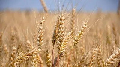 Пшеница. Не в полях, а на столах. Разновидности пшеничных круп. |  Кулинарные истории | Дзен