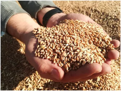 Стоит ли покупать Пшеница свежее зерно в мешке 15кг не шлифованная Эко  продукт для проращивания и пивоварения? Отзывы на Яндекс Маркете