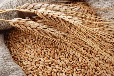 Пшеница зерно для Фронта в мешке 10кг свежий урожай нешлифованная - купить  с доставкой по выгодным ценам в интернет-магазине OZON (746258799)