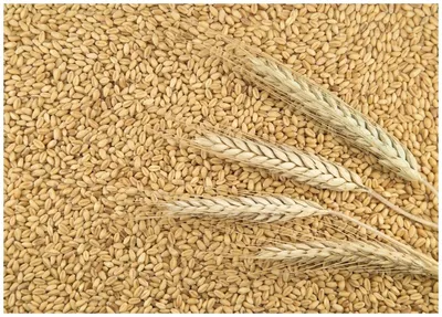 Пшеница свежее зерно в мешке 5кг не шлифованная Эко продукт для  проращивания и пивоварения — купить в интернет-магазине по низкой цене на  Яндекс Маркете