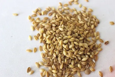 Живая пшеница для проращивания и салатов, 200 гр - купить с доставкой по  выгодным ценам в интернет-магазине OZON (1191445666)