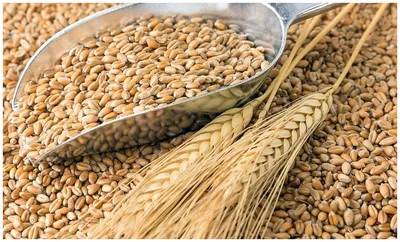 Характеристики модели Пшеница свежее зерно в мешке 20кг не шлифованная Эко  продукт для проращивания и пивоварения — Другие виды круп — Яндекс Маркет