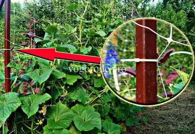 Как сделать шпалерную сетку для огурцов своими руками для выращивания в  открытом грунте и теплице | Теплица, Садоводство, Огород