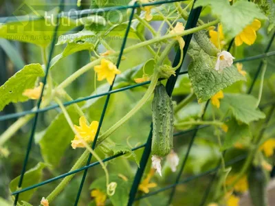 Шпалерная сетка пластиковая садовая для вьющихся растений огурцов гороха  винограда 1.7*7 м ячейка 15*19 см - купить по выгодной цене в  интернет-магазине OZON (528605509)