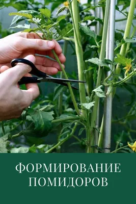 Выращивание томатов в открытом грунте на шпалере: я поняла, что это для нас  - реально. | Приусадебный журнал | Дзен